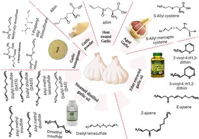 Garlic bioactive substances and their therapeutic applications for improving human health: a comprehensive review